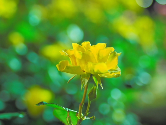 夜の薔薇 富士市中央公園 ちょいライトアップの話 夜の薔薇 富士市中央公園 ちょいライトアップの話
