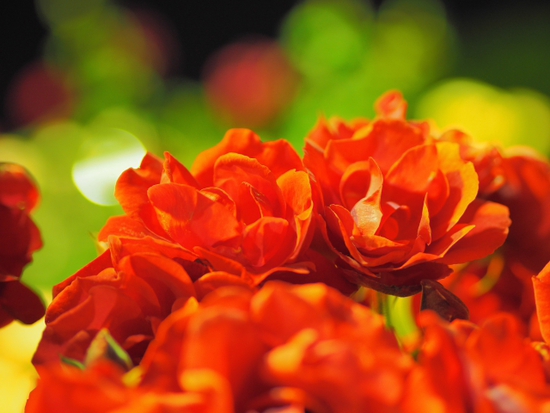 夜の薔薇 富士市中央公園 ちょいライトアップの話 夜の薔薇 富士市中央公園 ちょいライトアップの話