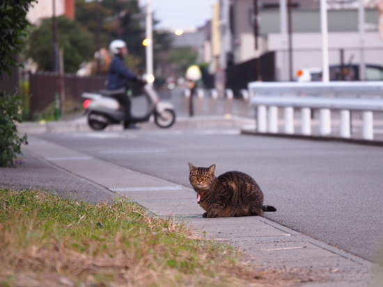 薬局屋の前で 出逢った猫ちゃんシリーズ 薬局屋の前で 出逢った猫ちゃんシリーズ