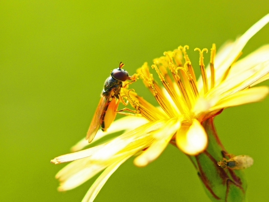 家のわりと近所の 虫シリーズ♪ 家のわりと近所の 虫シリーズ♪