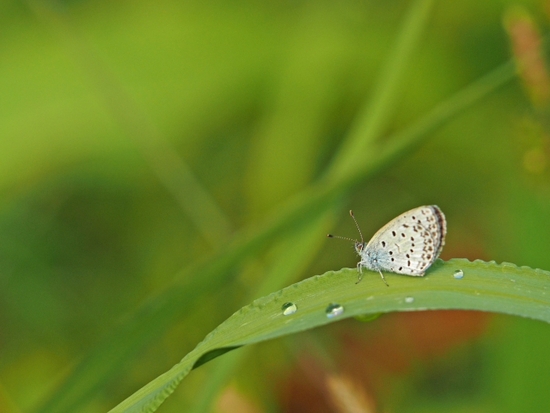 家のわりと近所の 虫シリーズ♪ 家のわりと近所の 虫シリーズ♪