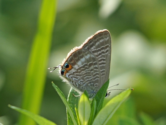 家のわりと近所の 虫シリーズ♪ 家のわりと近所の 虫シリーズ♪