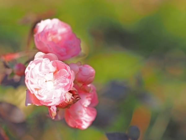 2月2日の園内の様子 あたみ桜は見頃過ぎ ハーブ&ローズガーデン 2月2日の園内の様子 あたみ桜は見頃過ぎ ハーブ&ローズガーデン
