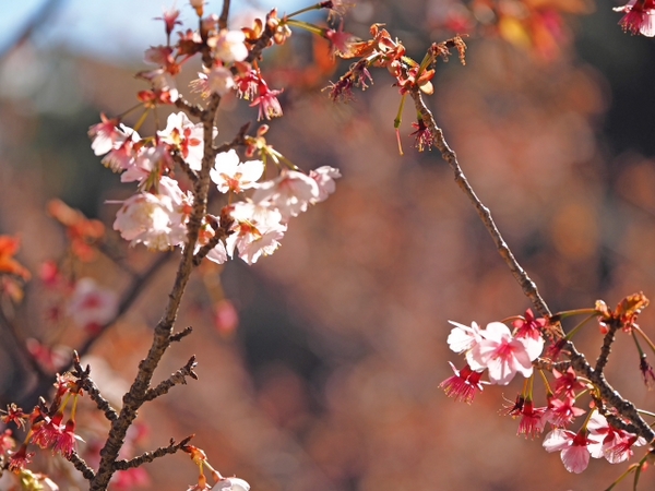 2月2日の園内の様子 あたみ桜は見頃過ぎ ハーブ&ローズガーデン 2月2日の園内の様子 あたみ桜は見頃過ぎ ハーブ&ローズガーデン