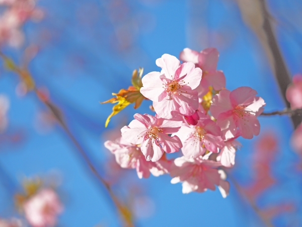 2月2日の園内の様子 あたみ桜は見頃過ぎ ハーブ&ローズガーデン 2月2日の園内の様子 あたみ桜は見頃過ぎ ハーブ&ローズガーデン