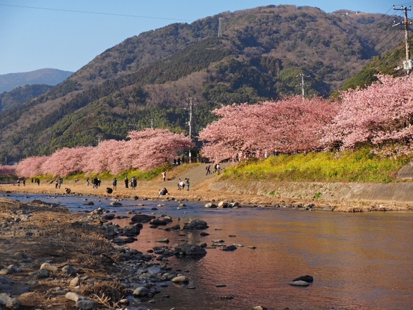 東伊豆 河津桜 プチ情報の続き 東伊豆 河津桜 プチ情報の続き