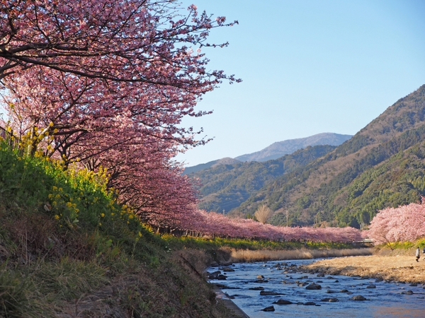 東伊豆 河津桜 プチ情報の続き 東伊豆 河津桜 プチ情報の続き