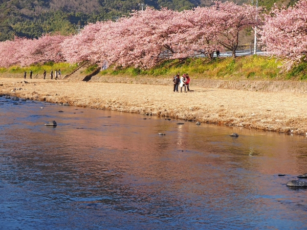 東伊豆 河津桜 プチ情報の続き 東伊豆 河津桜 プチ情報の続き