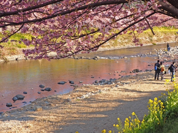 東伊豆 河津桜 プチ情報の続き 東伊豆 河津桜 プチ情報の続き