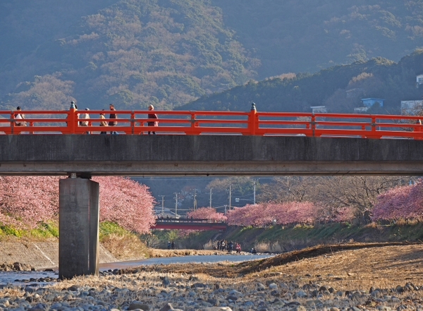 東伊豆 河津桜 プチ情報の続き 東伊豆 河津桜 プチ情報の続き