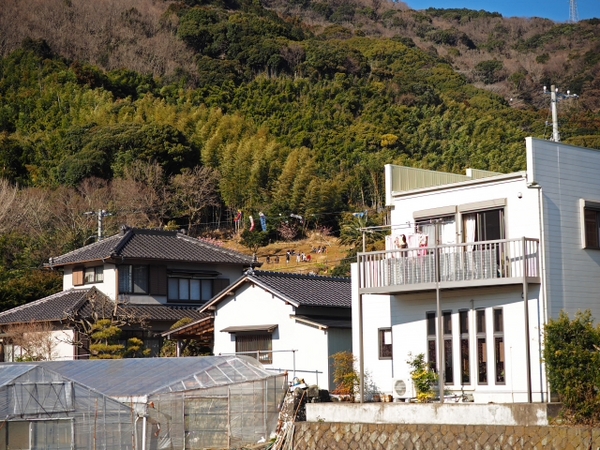 東伊豆 河津桜 プチ情報の続き 東伊豆 河津桜 プチ情報の続き