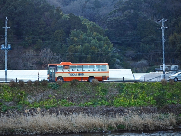 さくら並木でFOTO 河津町 さくら並木でFOTO 河津町