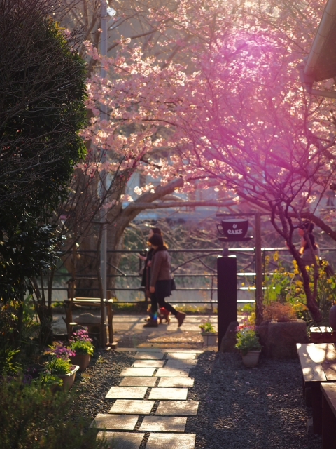 さくら並木でFOTO 河津町 さくら並木でFOTO 河津町