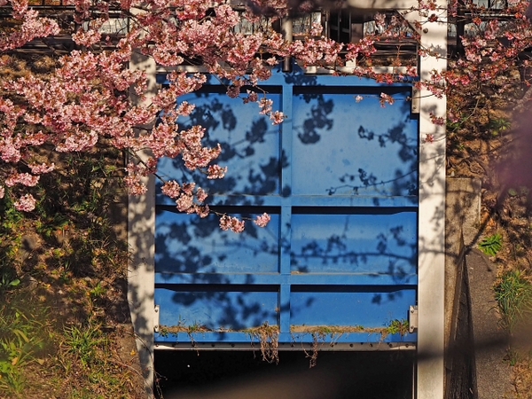 さくら並木でFOTO 河津町 さくら並木でFOTO 河津町