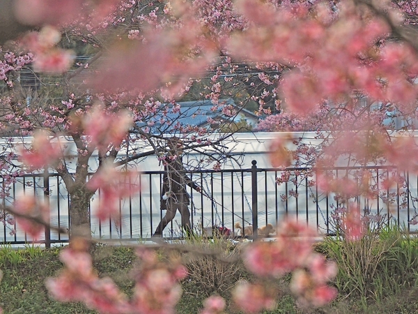 さくら並木でFOTO 河津町 さくら並木でFOTO 河津町