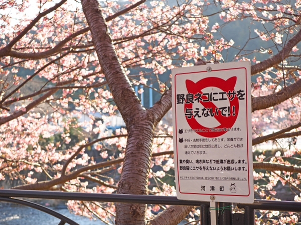 さくら並木でFOTO 河津町 さくら並木でFOTO 河津町