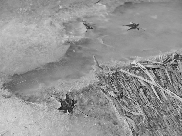 イベント後の西湖の樹氷 野鳥の森公園 イベント後の西湖の樹氷 野鳥の森公園