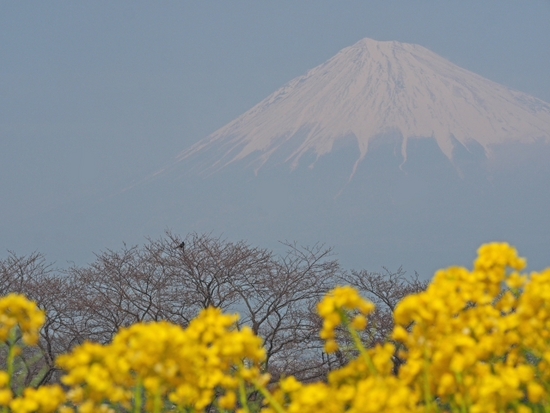 プチさくら情報 富士川かりがね堤 3月30日の様子 プチさくら情報 富士川かりがね堤 3月30日の様子