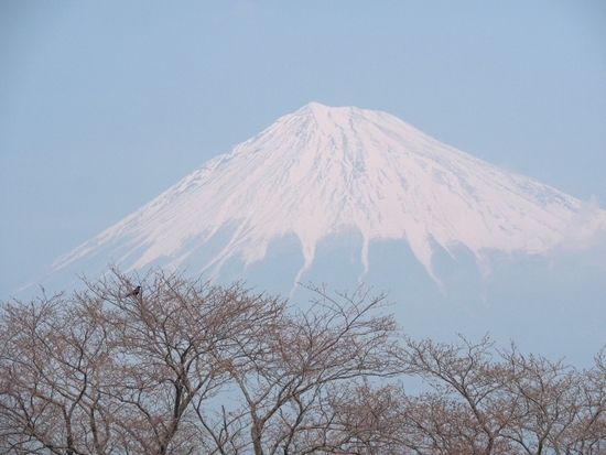 プチさくら情報 富士川かりがね堤 3月30日の様子 プチさくら情報 富士川かりがね堤 3月30日の様子