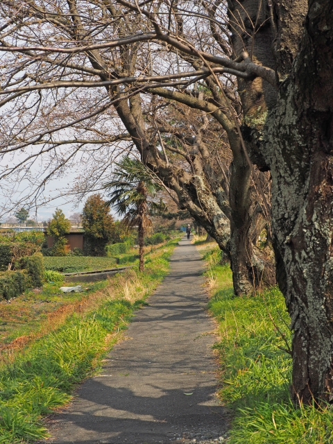 プチさくら情報 富士川かりがね堤 3月30日の様子 プチさくら情報 富士川かりがね堤 3月30日の様子