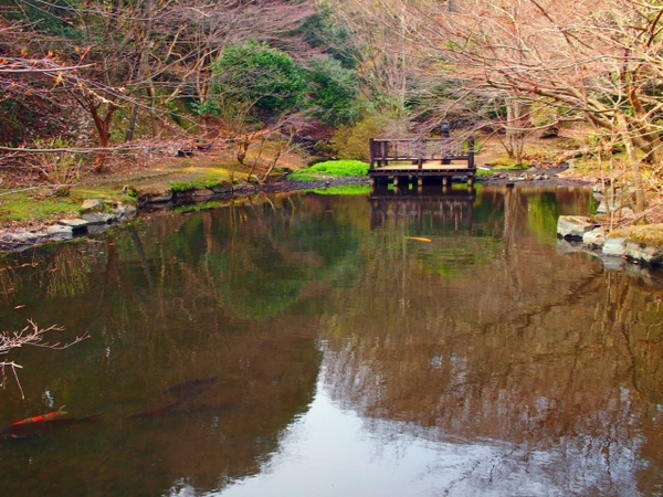 さくら情報③ 駿河平自然公園の様子 3月30日 さくら情報③ 駿河平自然公園の様子 3月30日