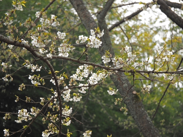 さくら情報③ 駿河平自然公園の様子 3月30日 さくら情報③ 駿河平自然公園の様子 3月30日