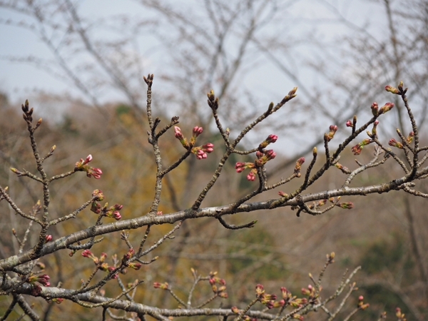 さくら情報③ 駿河平自然公園の様子 3月30日 さくら情報③ 駿河平自然公園の様子 3月30日