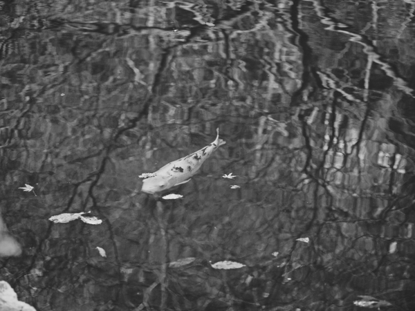 さくら情報③ 駿河平自然公園の様子 3月30日 さくら情報③ 駿河平自然公園の様子 3月30日
