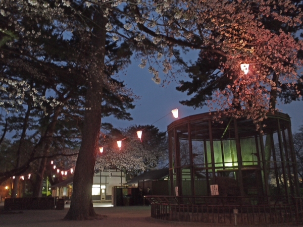 小田原城の桜は? 小田原城の桜は?