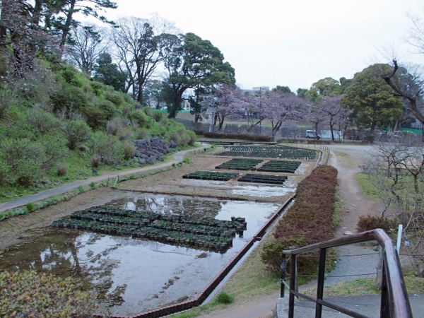 小田原城の桜は? 小田原城の桜は?