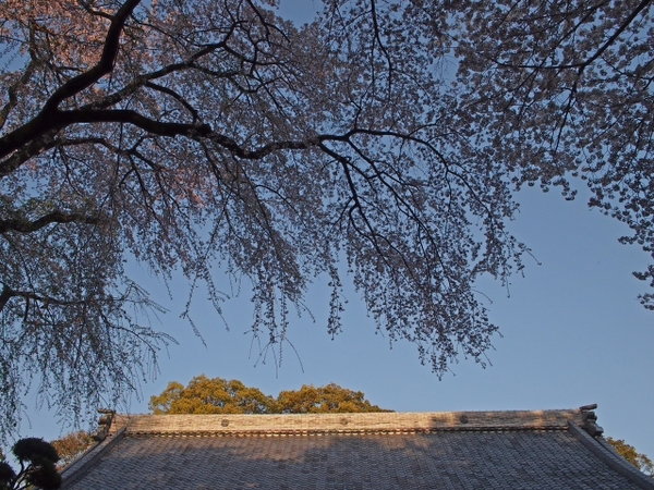 桜並木の参道 お庭 雰囲気のいいお寺だった 光長寺(こうちょうじ) 桜並木の参道 お庭 雰囲気のいいお寺だった 光長寺(こうちょうじ)
