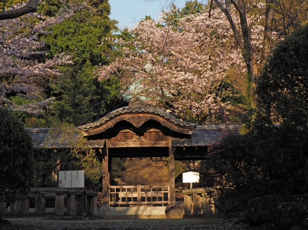 桜並木の参道 お庭 雰囲気のいいお寺だった 光長寺(こうちょうじ) 桜並木の参道 お庭 雰囲気のいいお寺だった 光長寺(こうちょうじ)
