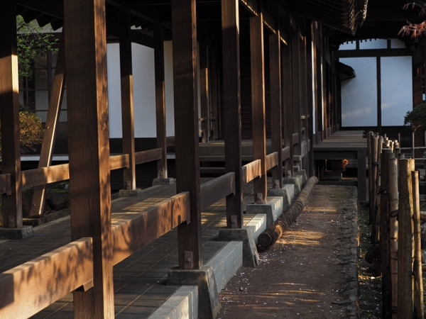 桜並木の参道 お庭 雰囲気のいいお寺だった 光長寺(こうちょうじ) 桜並木の参道 お庭 雰囲気のいいお寺だった 光長寺(こうちょうじ)