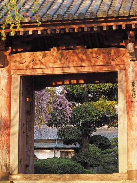 桜並木の参道 お庭 雰囲気のいいお寺だった 光長寺(こうちょうじ) 桜並木の参道 お庭 雰囲気のいいお寺だった 光長寺(こうちょうじ)