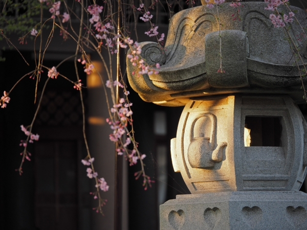 桜並木の参道 お庭 雰囲気のいいお寺だった 光長寺(こうちょうじ) 桜並木の参道 お庭 雰囲気のいいお寺だった 光長寺(こうちょうじ)