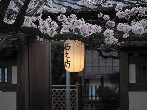桜並木の参道 お庭 雰囲気のいいお寺だった 光長寺(こうちょうじ) 桜並木の参道 お庭 雰囲気のいいお寺だった 光長寺(こうちょうじ)