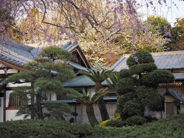 桜並木の参道 お庭 雰囲気のいいお寺だった 光長寺(こうちょうじ) 桜並木の参道 お庭 雰囲気のいいお寺だった 光長寺(こうちょうじ)