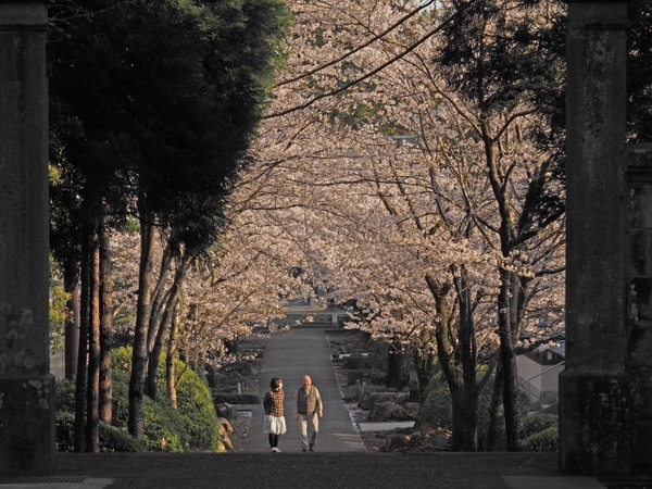 桜並木の参道 お庭 雰囲気のいいお寺だった 光長寺(こうちょうじ) 桜並木の参道 お庭 雰囲気のいいお寺だった 光長寺(こうちょうじ)