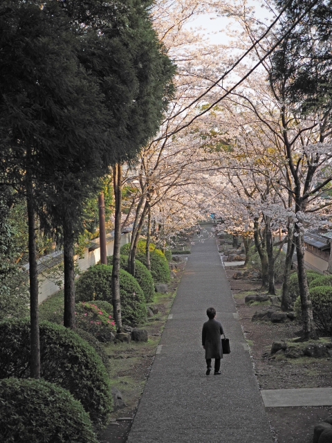 桜並木の参道 お庭 雰囲気のいいお寺だった 光長寺(こうちょうじ) 桜並木の参道 お庭 雰囲気のいいお寺だった 光長寺(こうちょうじ)