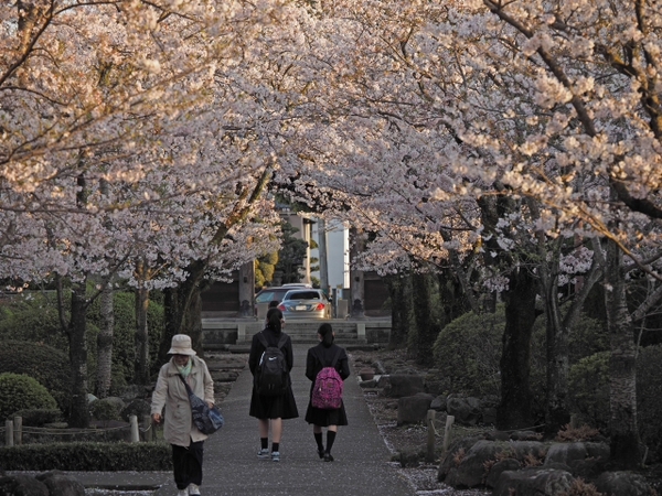 桜並木の参道 お庭 雰囲気のいいお寺だった 光長寺(こうちょうじ) 桜並木の参道 お庭 雰囲気のいいお寺だった 光長寺(こうちょうじ)