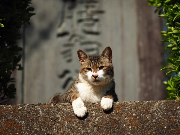 ちょっと・・・・ 出逢った猫ちゃんシリーズ ちょっと・・・・ 出逢った猫ちゃんシリーズ