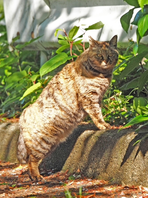 ちょっと・・・・ 出逢った猫ちゃんシリーズ ちょっと・・・・ 出逢った猫ちゃんシリーズ