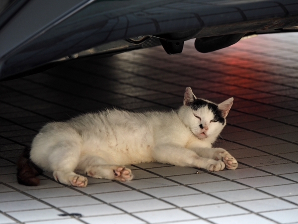 伊東にて 出逢った猫ちゃんシリーズ 伊東にて 出逢った猫ちゃんシリーズ