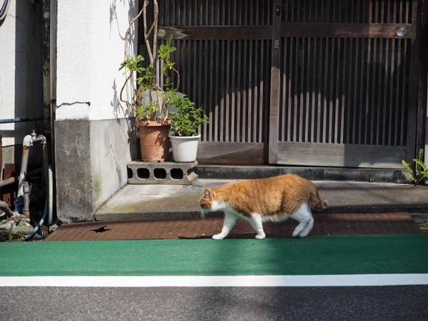 伊東にて 出逢った猫ちゃんシリーズ 伊東にて 出逢った猫ちゃんシリーズ
