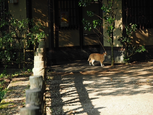 伊東にて 出逢った猫ちゃんシリーズ 伊東にて 出逢った猫ちゃんシリーズ