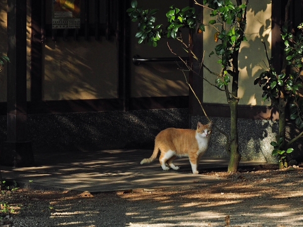 伊東にて 出逢った猫ちゃんシリーズ 伊東にて 出逢った猫ちゃんシリーズ