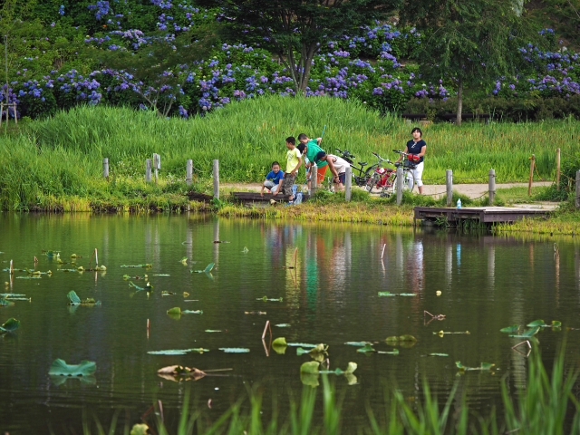 明見湖(あすみこ) 公園・蓮池 富士吉田 明見湖(あすみこ) 公園・蓮池 富士吉田
