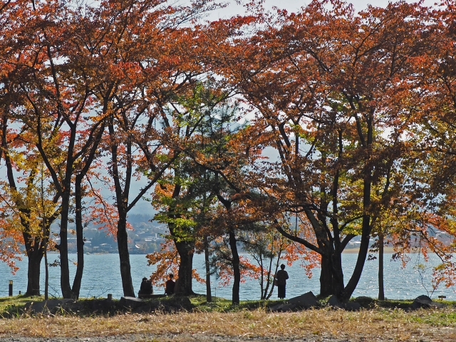 秋のさくら並木と富士山　　河口湖北岸