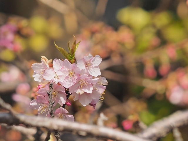 桜の木の下で♪ 手袋シリーズ 桜の木の下で♪ 手袋シリーズ
