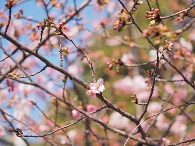 桜の木の下で♪ 手袋シリーズ 桜の木の下で♪ 手袋シリーズ